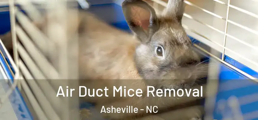 Air Duct Mice Removal Asheville - NC
